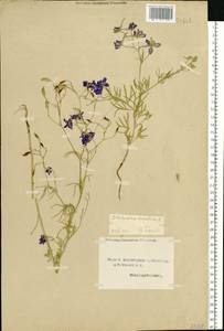 Delphinium consolida subsp. consolida, Eastern Europe, Northern region (E1) (Russia)