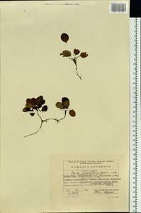 Pyrola grandiflora Radius, Eastern Europe, Eastern region (E10) (Russia)