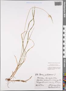 Carex pallescens L., Eastern Europe, Central region (E4) (Russia)