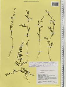 Polygonum aviculare × calcatum, Siberia, Baikal & Transbaikal region (S4) (Russia)