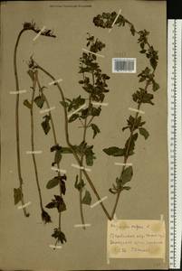 Origanum vulgare L., Eastern Europe, North Ukrainian region (E11) (Ukraine)