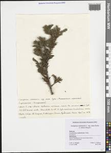 Juniperus communis var. saxatilis Pall., Western Europe (EUR) (Switzerland)