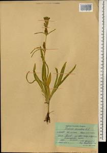Gentiana decumbens L.fil., Mongolia (MONG) (Mongolia)