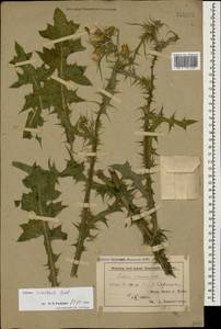 Carduus pycnocephalus subsp. cinereus (M. Bieb.) Davis, Caucasus, Azerbaijan (K6) (Azerbaijan)