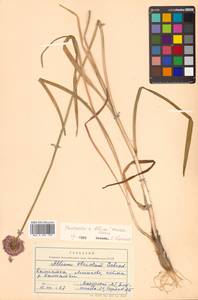 Allium splendens Willd. ex Schult. & Schult.f., Siberia, Chukotka & Kamchatka (S7) (Russia)