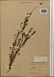 Onobrychis biebersteinii Širj., Caucasus, Abkhazia (K4a) (Abkhazia)