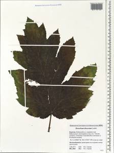 Heracleum dissectum Ledeb., Siberia, Baikal & Transbaikal region (S4) (Russia)