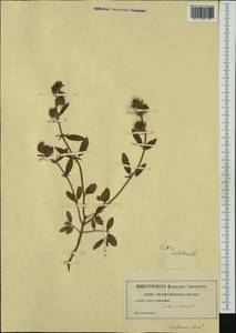 Helianthemum ledifolium (L.) Mill., Western Europe (EUR) (Not classified)