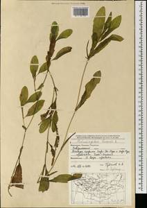 Potamogeton lucens L., Mongolia (MONG) (Mongolia)