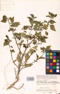 MHA 0 158 669, Solanum nigrum L., Eastern Europe, Lower Volga region (E9) (Russia)