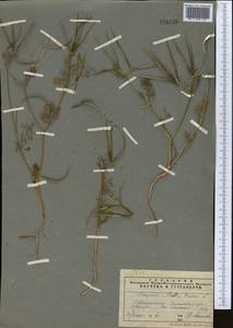 Scandix pecten-veneris L., Middle Asia, Pamir & Pamiro-Alai (M2) (Tajikistan)