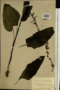 Verbascum nigrum L., Eastern Europe, Central forest region (E5) (Russia)