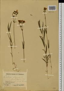 Dichodon maximum (L.) Á. Löve & D. Löve, Siberia, Chukotka & Kamchatka (S7) (Russia)