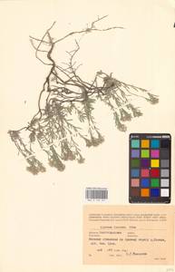 Alyssum lenense Adams, Eastern Europe, Lower Volga region (E9) (Russia)