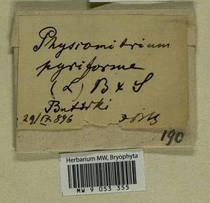 Physcomitrium pyriforme (Hedw.) Brid., Bryophytes, Bryophytes - Moscow City & Moscow Oblast (B6a) (Russia)