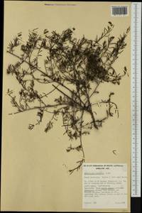 Enchylaena tomentosa R. Br., Australia & Oceania (AUSTR) (Australia)