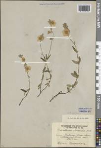 Helianthemum nummularium subsp. obscurum (Pers. ex Wahlenb.) Holub, Caucasus, South Ossetia (K4b) (South Ossetia)
