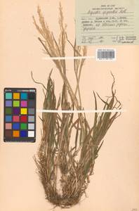 Agrostis stolonifera L., Siberia, Russian Far East (S6) (Russia)