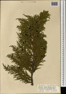 Juniperus pseudosabina Fisch. & C.A.Mey., Mongolia (MONG) (Mongolia)