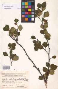 Betula pubescens subsp. pubescens, Eastern Europe, Northern region (E1) (Russia)