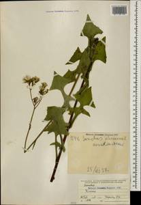 Sonchus oleraceus L., Caucasus (no precise locality) (K0)