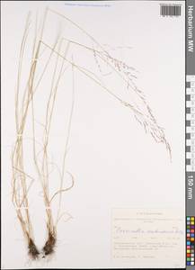 Puccinellia manchuriensis Ohwi, Siberia, Western Siberia (S1) (Russia)