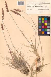 Calamagrostis purpurascens subsp. purpurascens, Siberia, Chukotka & Kamchatka (S7) (Russia)