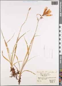 Hemerocallis lilioasphodelus L., Siberia, Baikal & Transbaikal region (S4) (Russia)