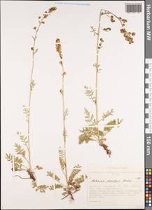 Artemisia phaeolepis Krasch., Siberia, Altai & Sayany Mountains (S2) (Russia)