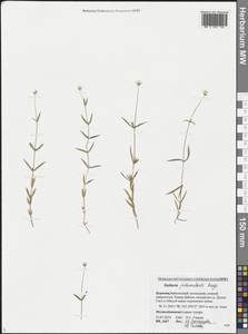 Stellaria peduncularis Bunge, Siberia, Baikal & Transbaikal region (S4) (Russia)