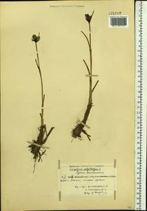 Eriophorum angustifolium Honck., Siberia, Central Siberia (S3) (Russia)