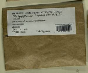 Platygyrium repens (Brid.) Schimp., Bryophytes, Bryophytes - Middle Volga (B9) (Russia)