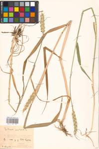 Triticum aestivum L., Eastern Europe, Moscow region (E4a) (Russia)