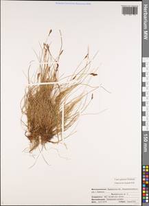 Carex glareosa Schkuhr ex Wahlenb., Eastern Europe, Northern region (E1) (Russia)