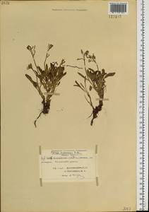 Parrya nudicaulis (L.) Regel, Siberia, Central Siberia (S3) (Russia)