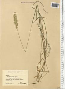 Koeleria pyramidata subsp. pyramidata, Eastern Europe, Latvia (E2b) (Latvia)