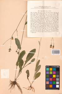 Crepis mollis (Jacq.) Asch., Eastern Europe, North Ukrainian region (E11) (Ukraine)