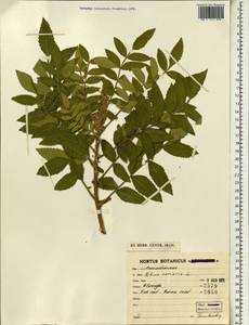 Rhus coriaria L., South Asia, South Asia (Asia outside ex-Soviet states and Mongolia) (ASIA) (Iran)