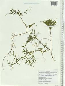 Vicia sativa subsp. nigra (L.)Ehrh., Siberia, Altai & Sayany Mountains (S2) (Russia)