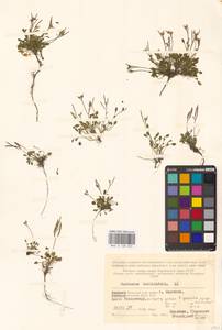 Cardamine bellidifolia L., Eastern Europe, Northern region (E1) (Russia)