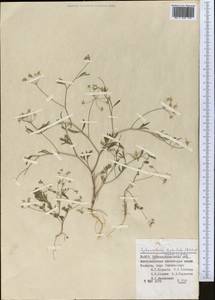 Pimpinella leptoclada (Aitch. & Hemsl.) Mousavi, Mozaff. & Zarre, Middle Asia, Pamir & Pamiro-Alai (M2) (Uzbekistan)