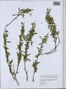 Salix vinogradovii A. K. Skvortsov, Middle Asia, Caspian Ustyurt & Northern Aralia (M8) (Kazakhstan)