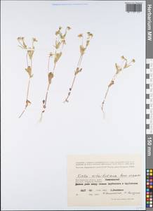 Viola kitaibeliana Schult., Eastern Europe, Lower Volga region (E9) (Russia)