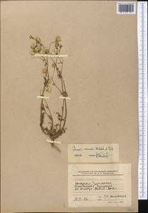 Senecio vernalis Waldst. & Kit., Middle Asia, Karakum (M6) (Turkmenistan)
