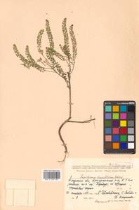 Lepidium densiflorum Schrad., Siberia, Russian Far East (S6) (Russia)