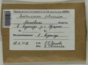Cratoneuron filicinum (Hedw.) Spruce, Bryophytes, Bryophytes - Moscow City & Moscow Oblast (B6a) (Russia)