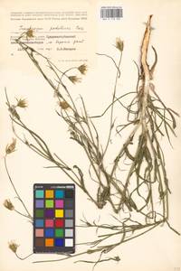 Tragopogon podolicus Besser ex DC., Eastern Europe, Lower Volga region (E9) (Russia)