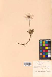 Geum pentapetalum (L.) Makino, Siberia, Russian Far East (S6) (Russia)