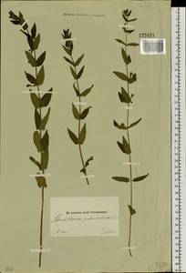 Scutellaria galericulata L., Siberia, Altai & Sayany Mountains (S2) (Russia)