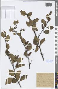 Betula fruticosa Pall., Siberia, Baikal & Transbaikal region (S4) (Russia)